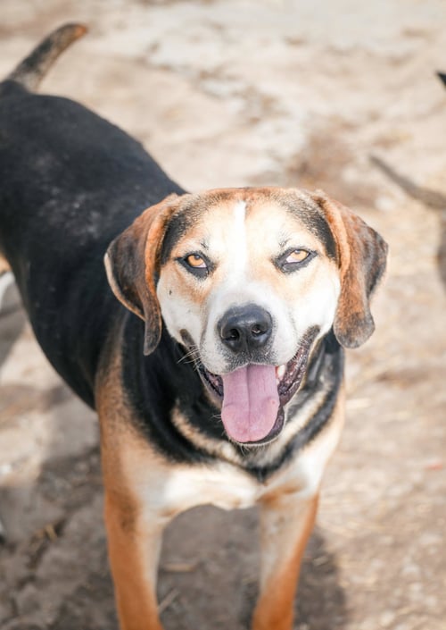 ROSCOE - Hound / Labrador Retriever available for adoption