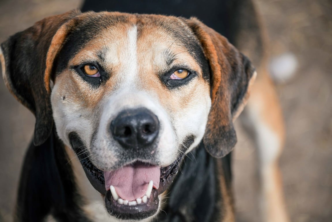 Roscoe Image