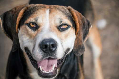 ROSCOE - Hound / Labrador Retriever available for adoption