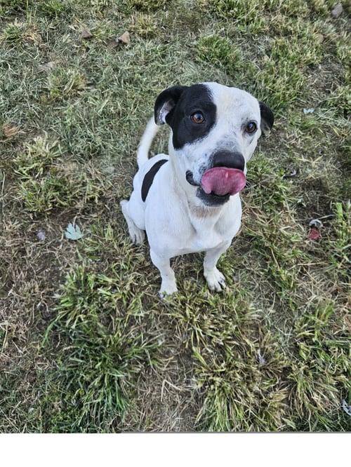 SAL - Staffordshire Bull Terrier available for adoption
