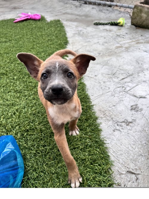 FERN - Terrier available for adoption