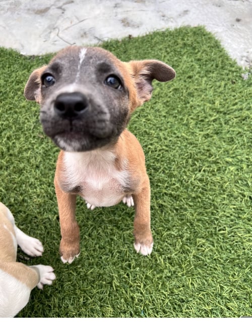FERN - Terrier available for adoption
