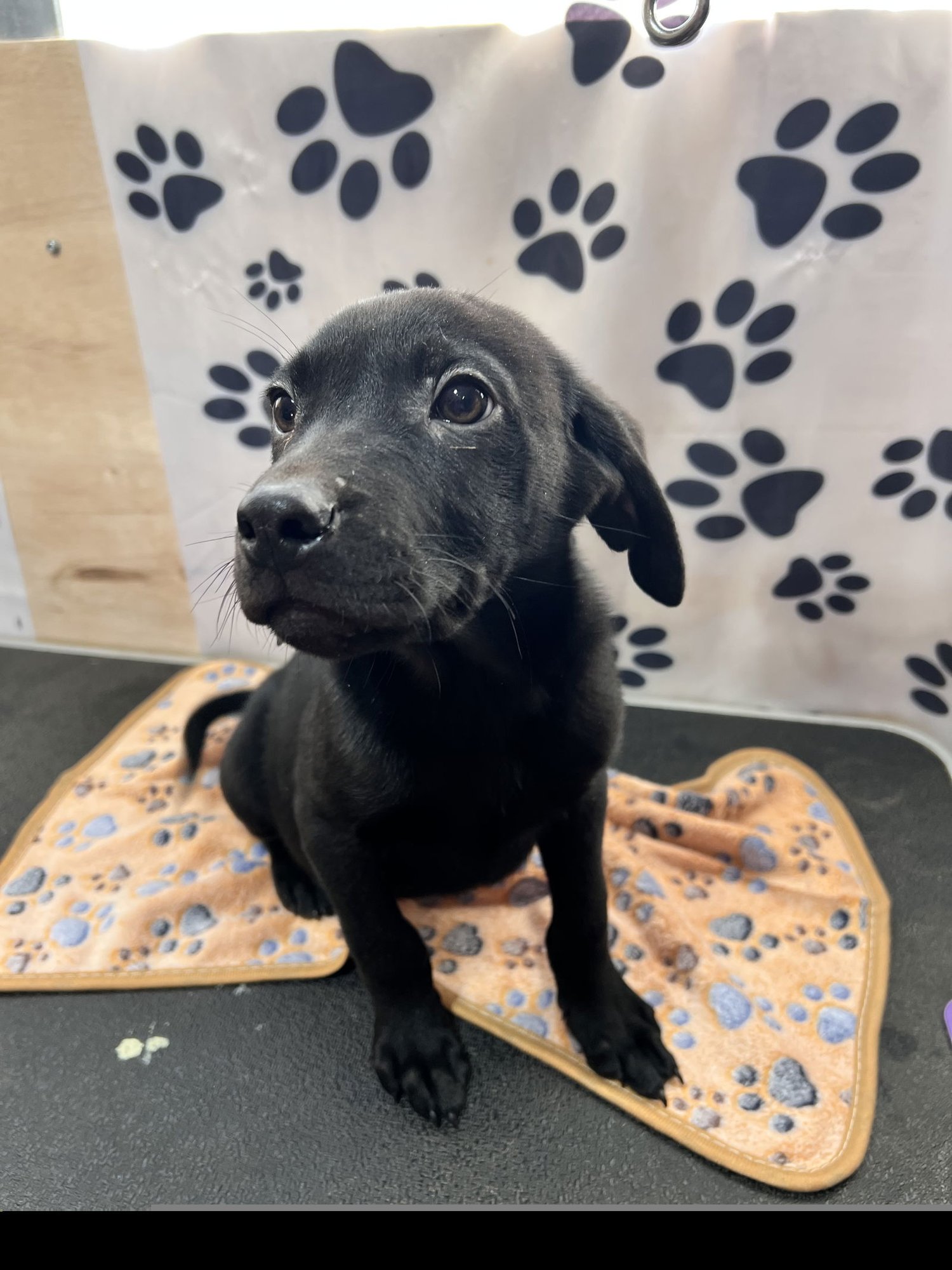 APOLLO - Labrador Retriever available for adoption