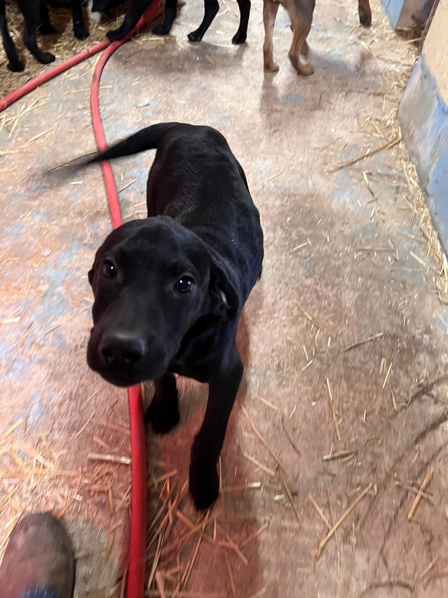 APOLLO - Labrador Retriever available for adoption