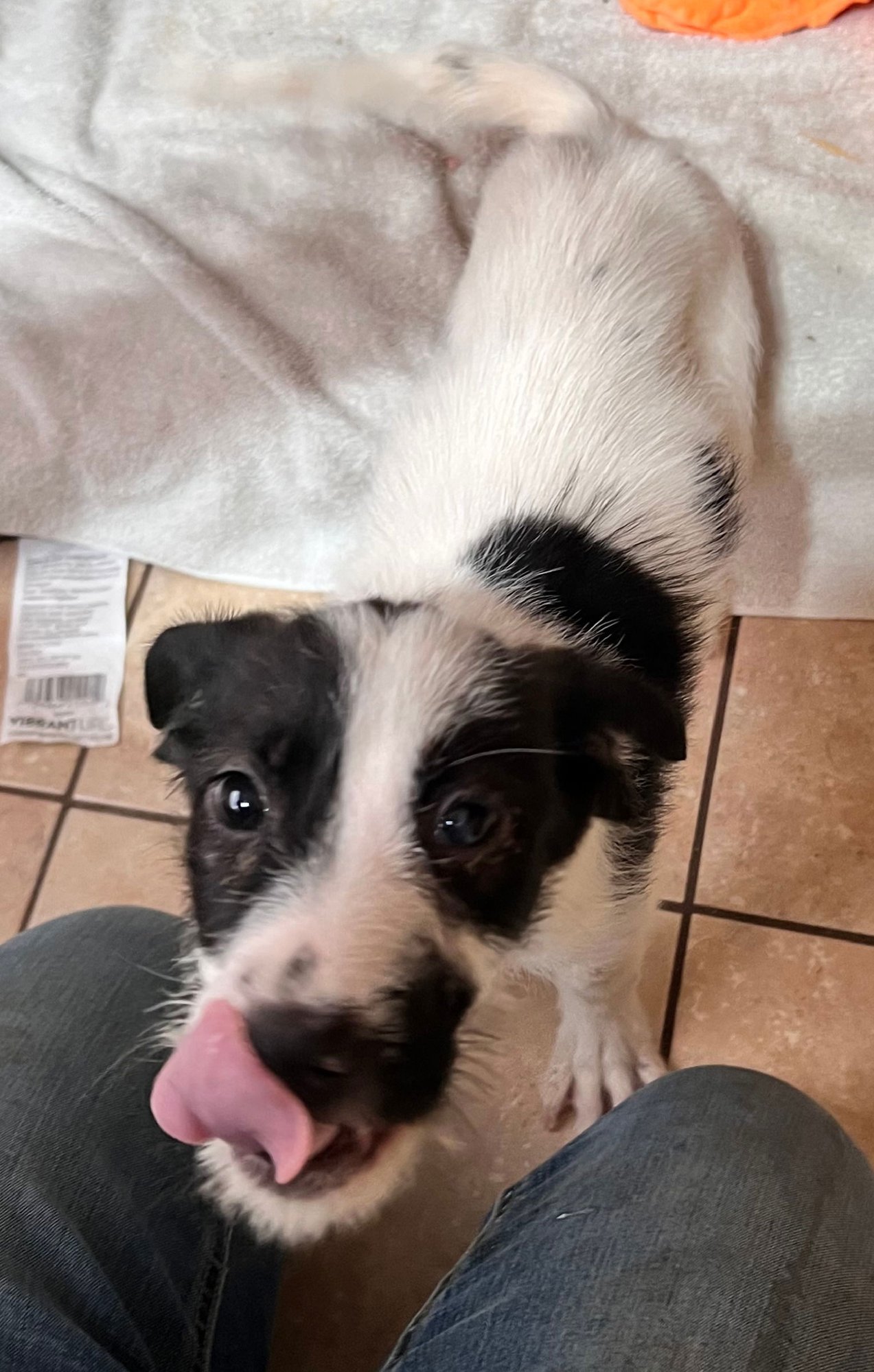 BUCKY - Labrador Retriever / Beagle available for adoption