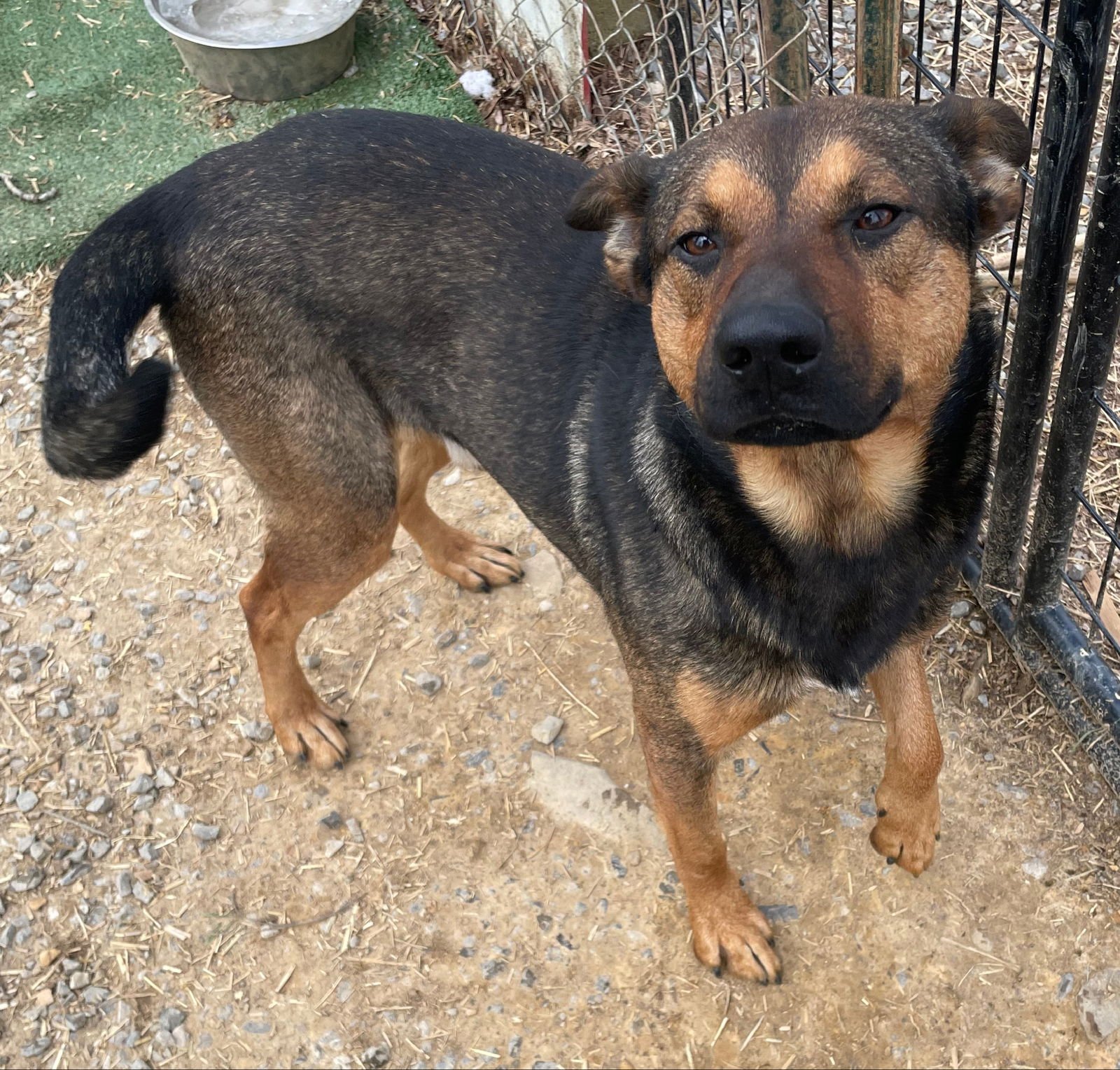 ROCKY - German Shepherd Dog available for adoption