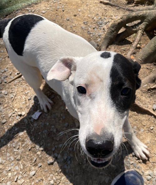 GOOSE - American Staffordshire Terrier available for adoption
