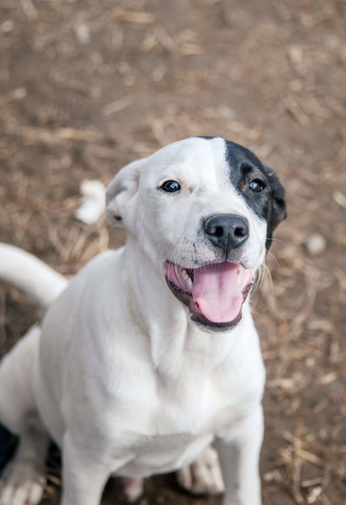 GOOSE - American Staffordshire Terrier available for adoption