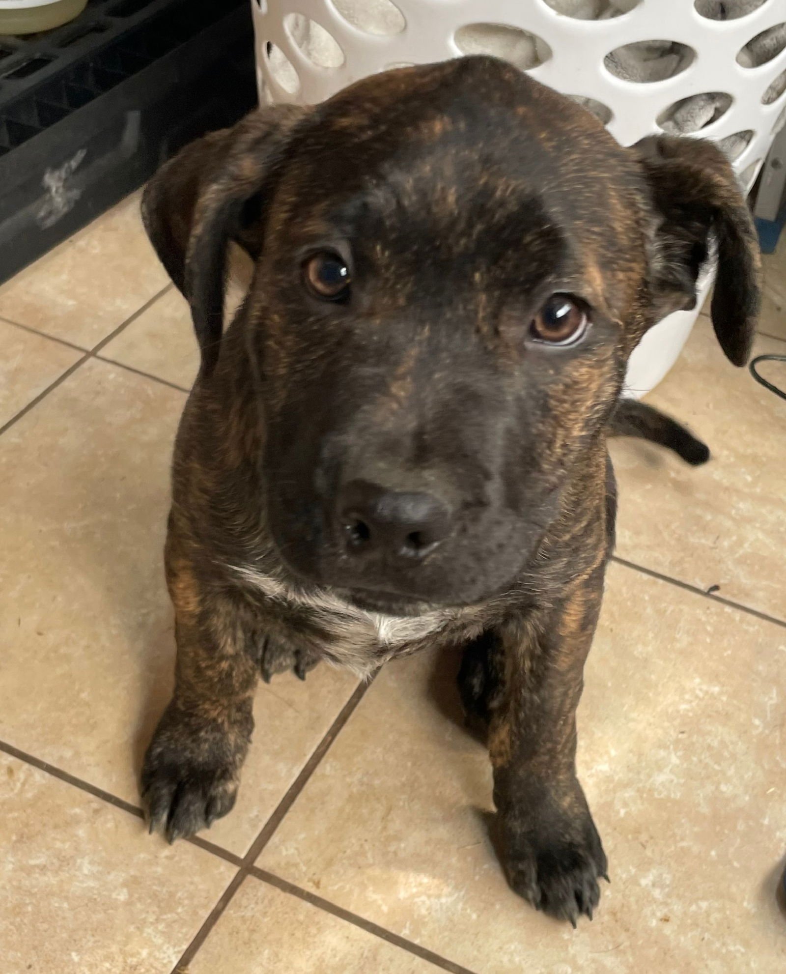 MEATLOAF - Staffordshire Bull Terrier available for adoption