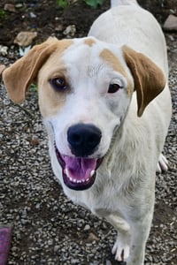Linus - Photo 3