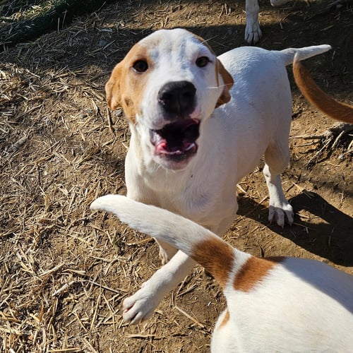 LINUS - Coonhound / Great Pyrenees available for adoption