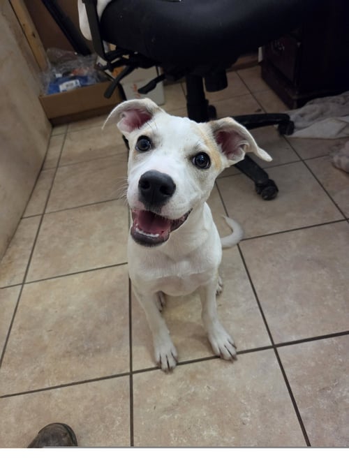 NICO - Labrador Retriever / Hound available for adoption