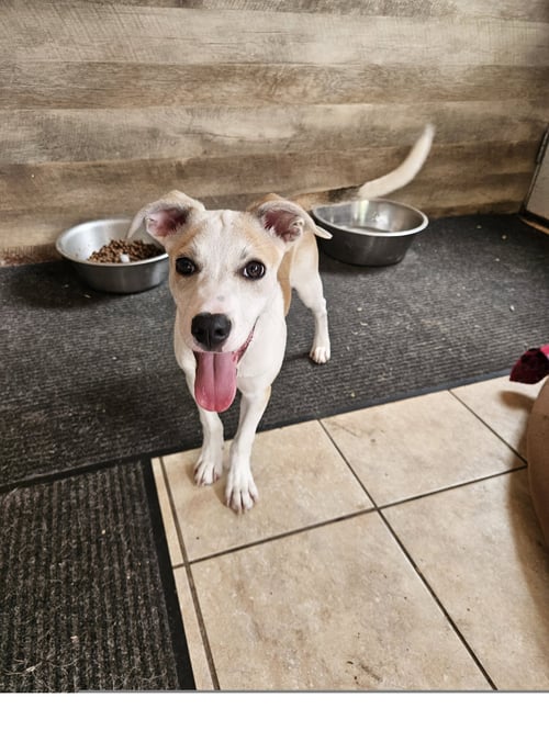NICO - Labrador Retriever / Hound available for adoption