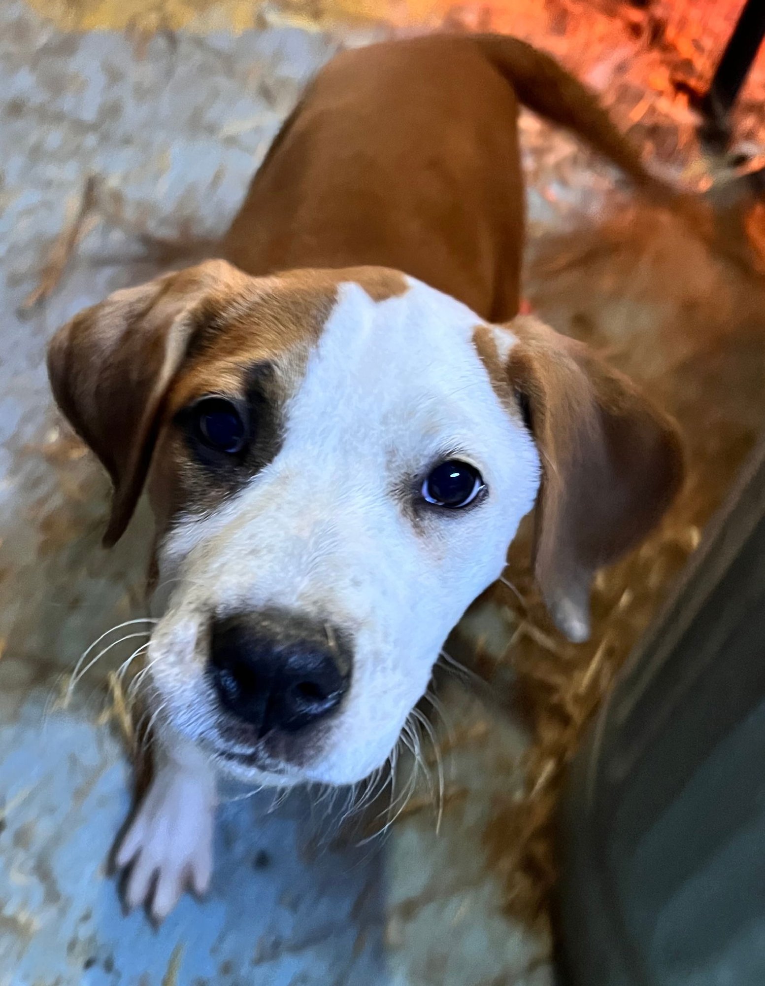 FRANKIE - Hound for adoption in Chattanooga