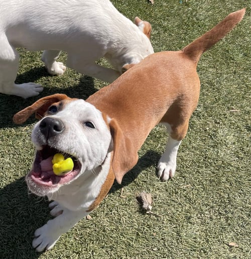 FRANKIE - Hound available for adoption