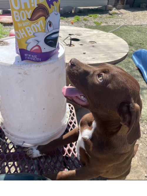 JADE - Hound / Labrador Retriever available for adoption