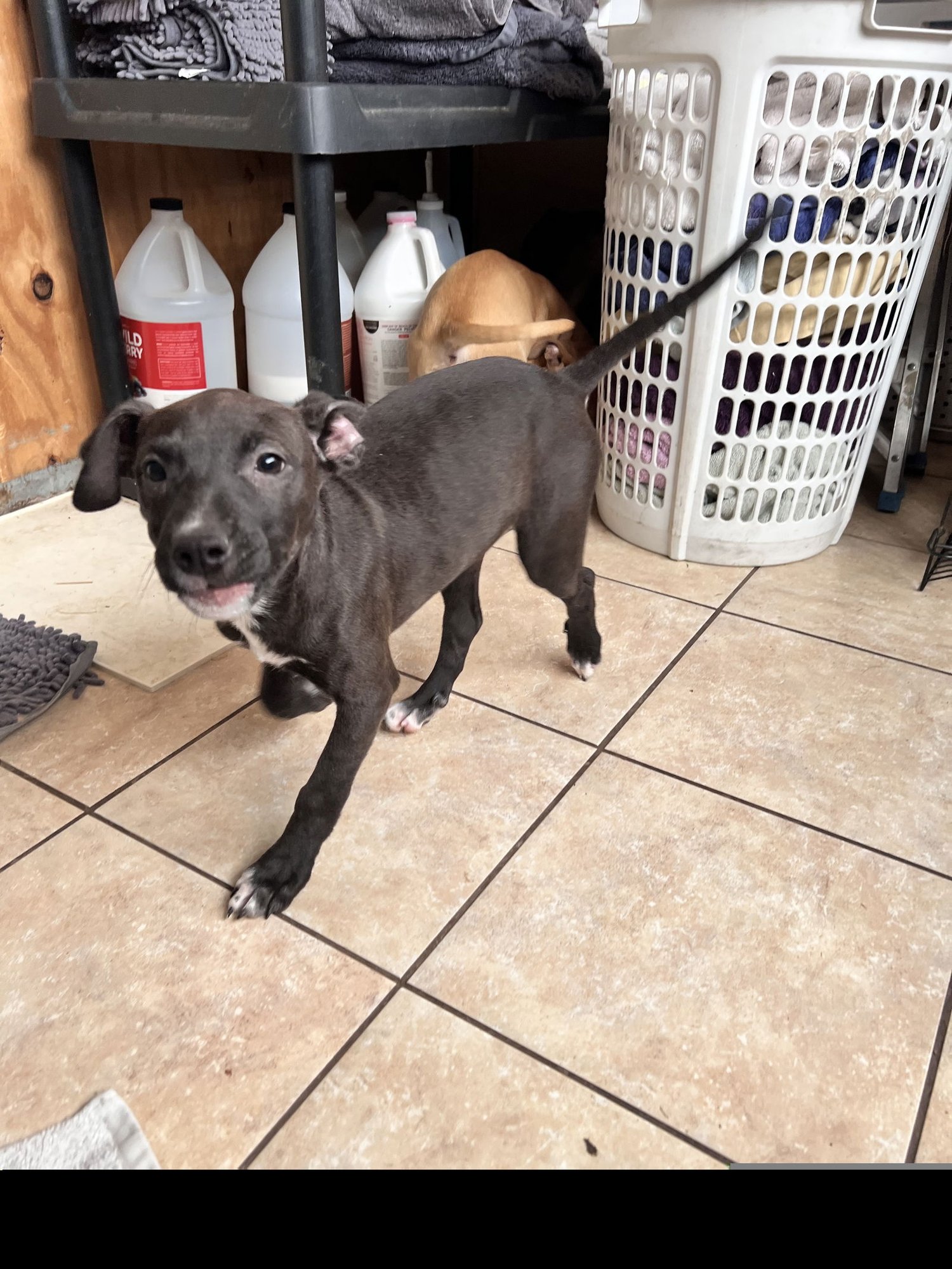 TWISTER - American Staffordshire Terrier / Cattle Dog available for adoption