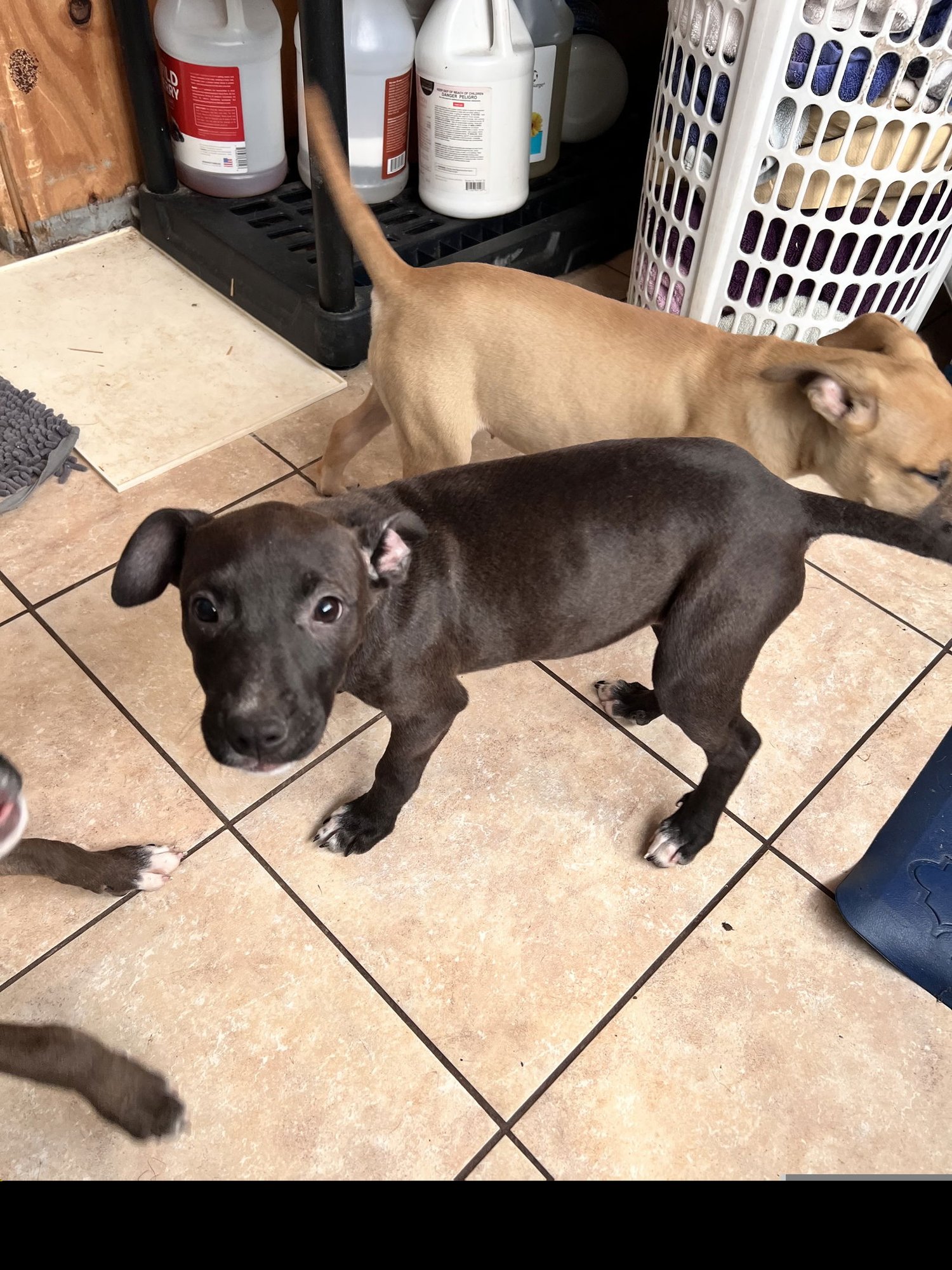 TWISTER - American Staffordshire Terrier / Cattle Dog available for adoption