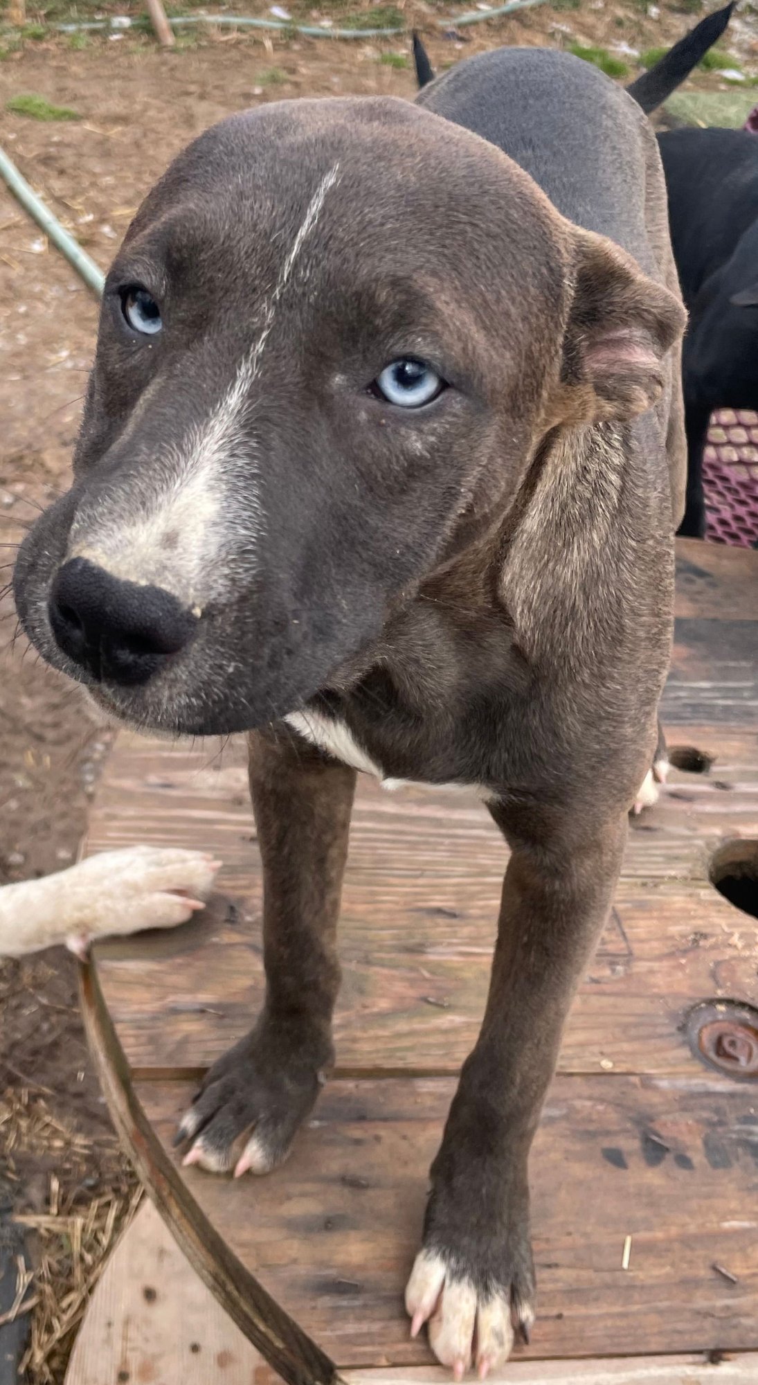 TROUBLE - American Staffordshire Terrier / Cattle Dog for adoption in Chattanooga