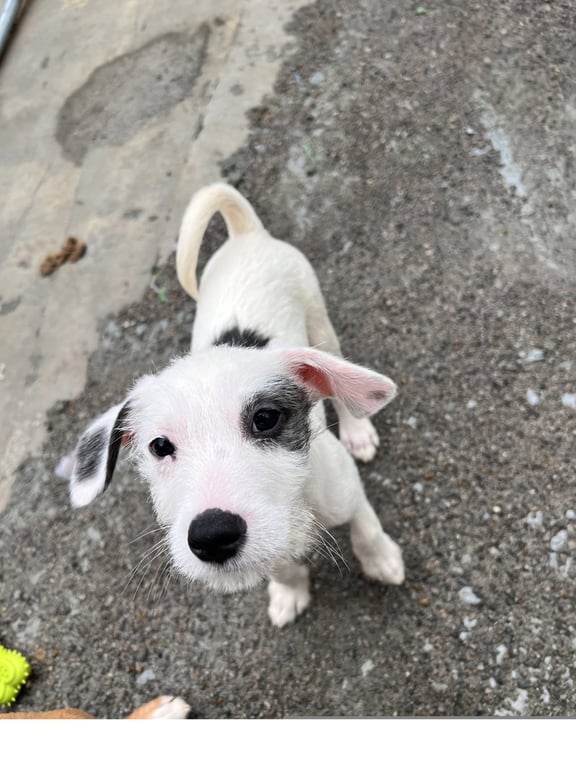 Bruno Image