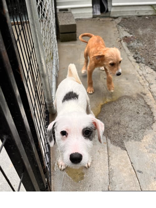 BRUNO - Terrier available for adoption