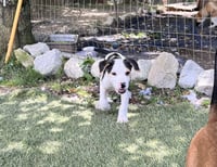 Otis - Photo 2