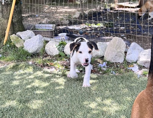 OTIS - Hound / Staffordshire Bull Terrier available for adoption