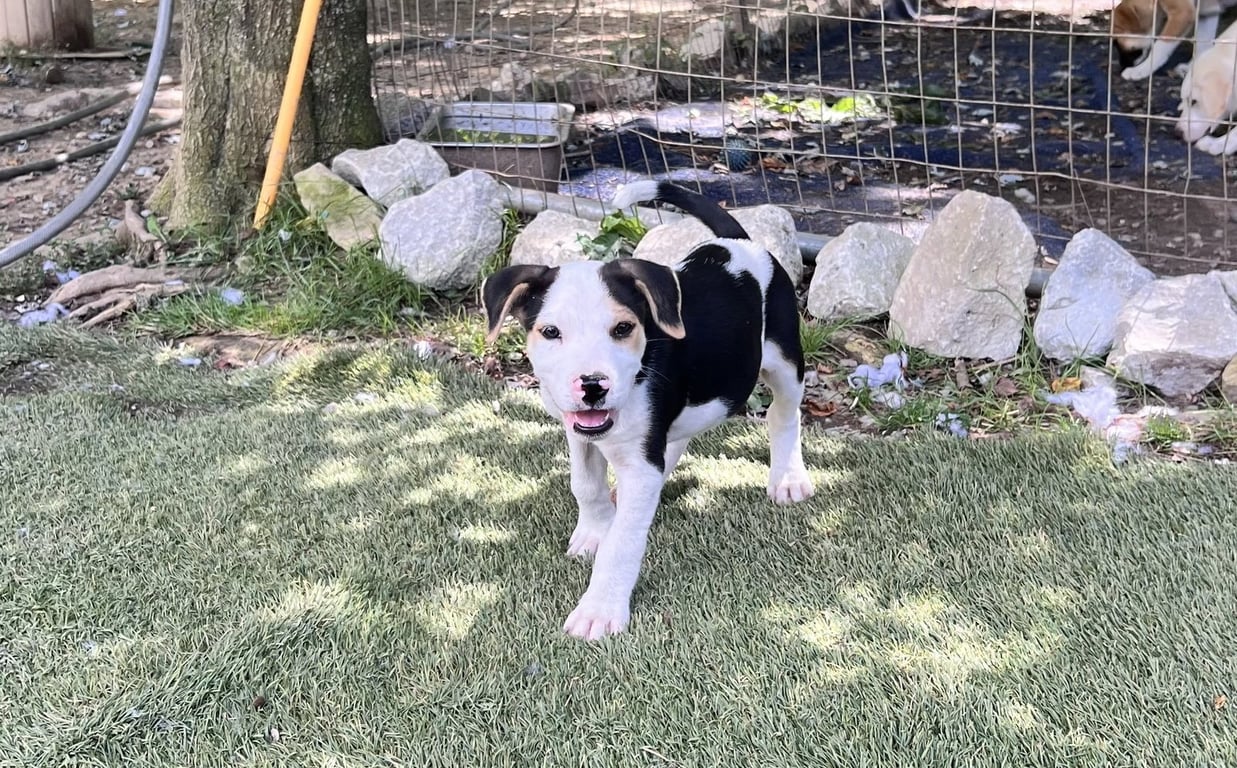 Otis Image