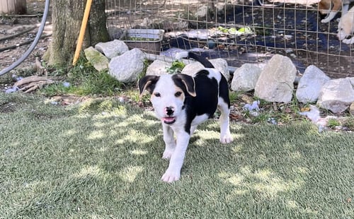 OTIS - Hound / Staffordshire Bull Terrier available for adoption