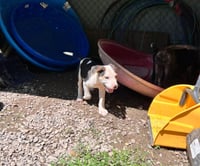 Otis - Photo 3