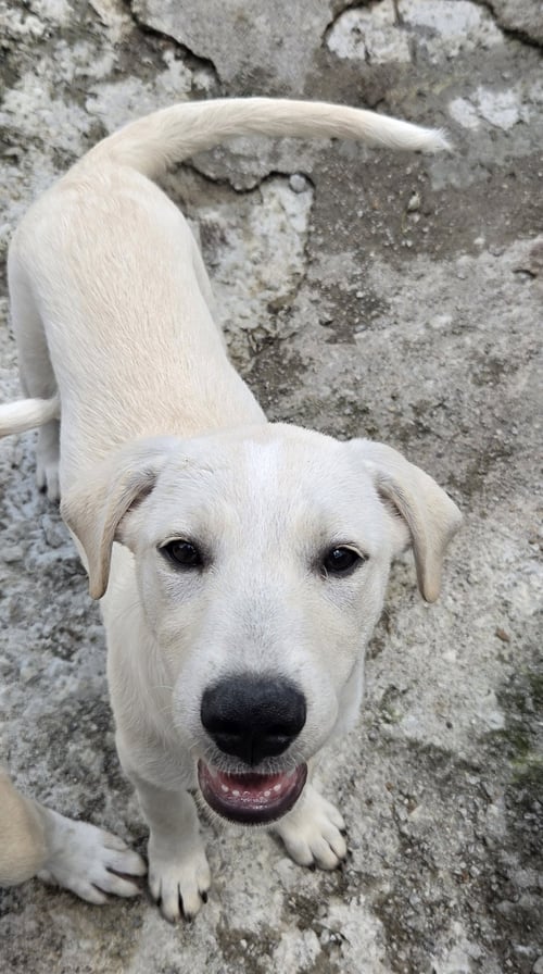 IVORY - Labrador Retriever / Great Pyrenees available for adoption