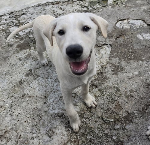 IVORY - Labrador Retriever / Great Pyrenees available for adoption