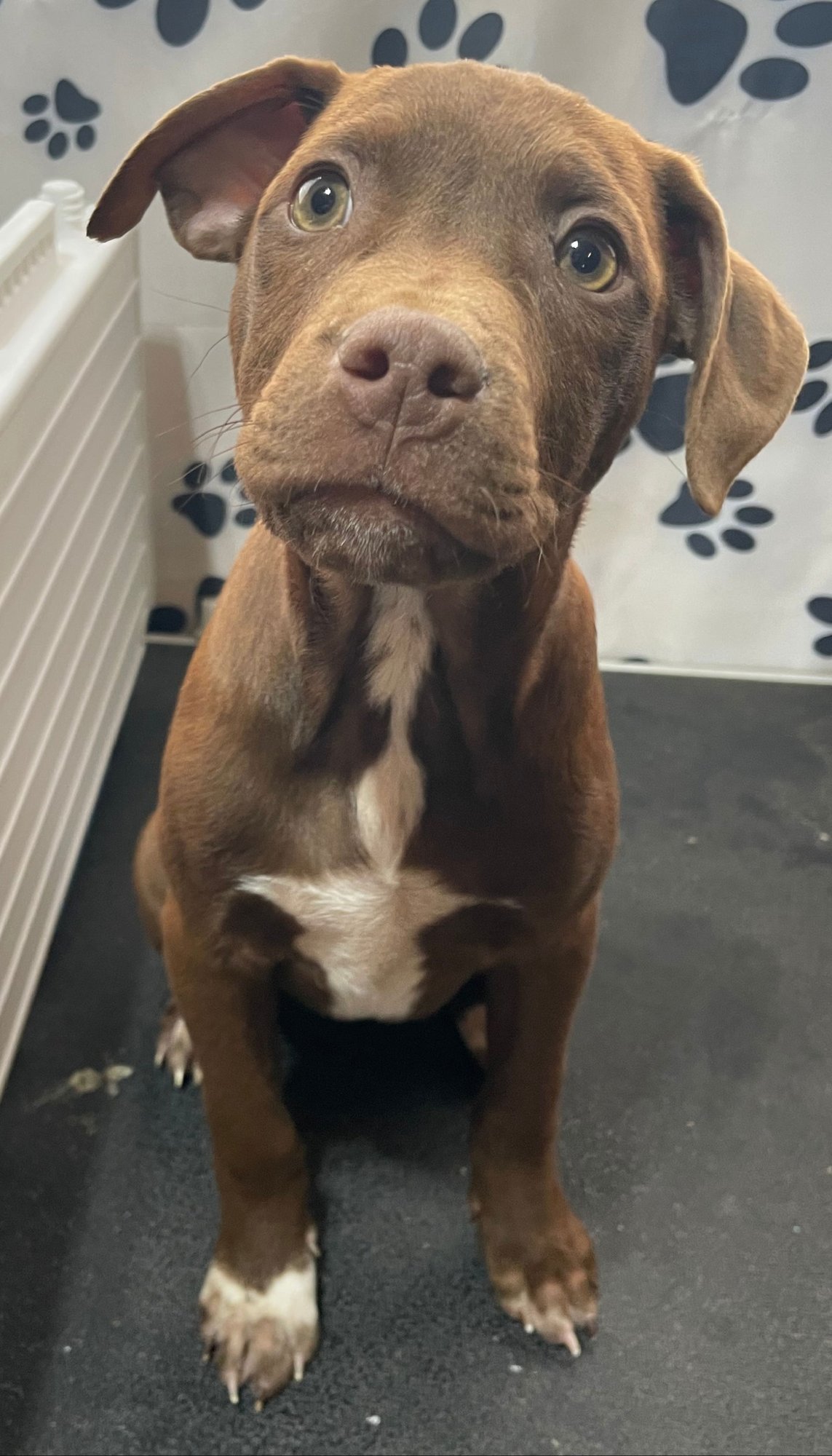 JADE - Hound / Labrador Retriever available for adoption