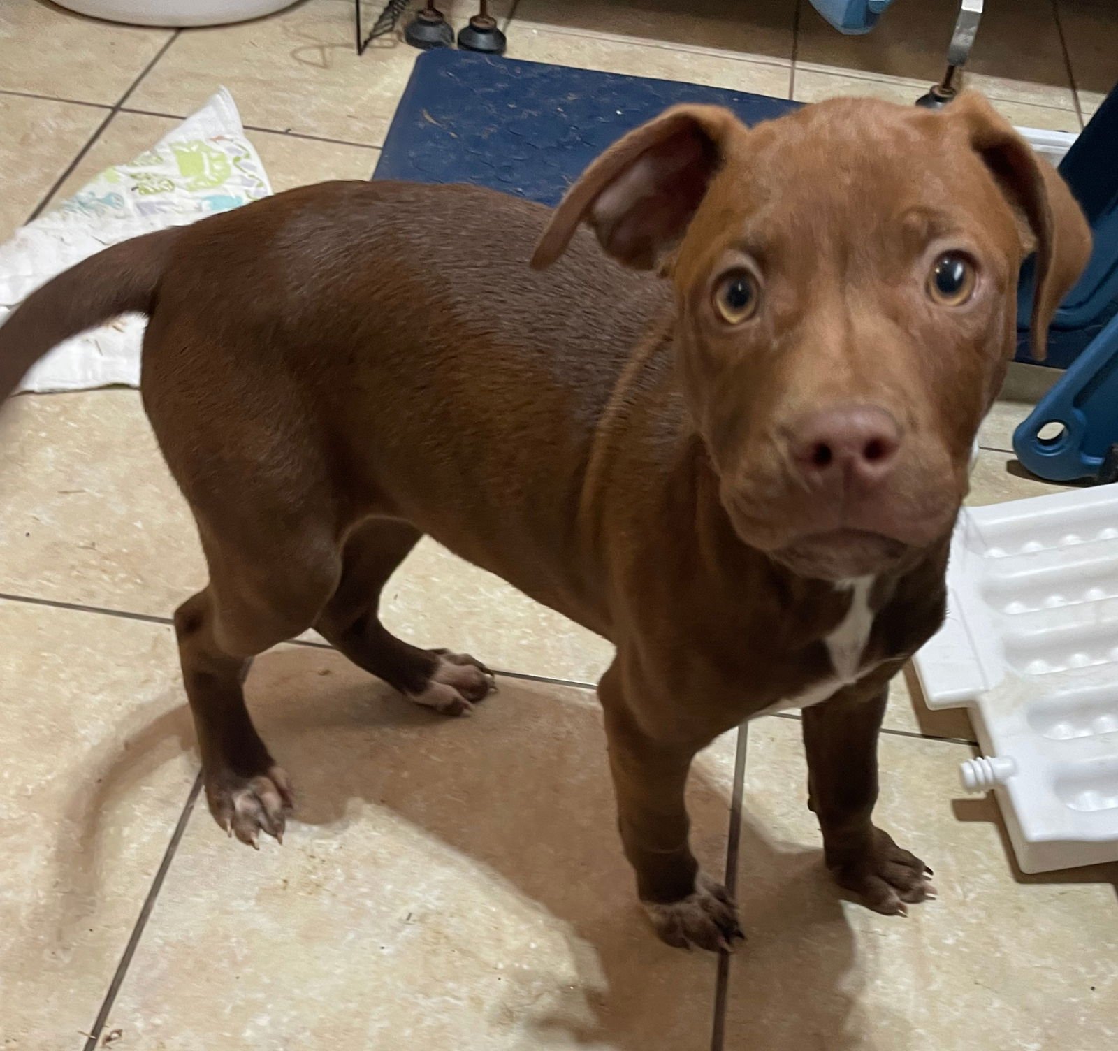 JADE - Hound / Labrador Retriever available for adoption