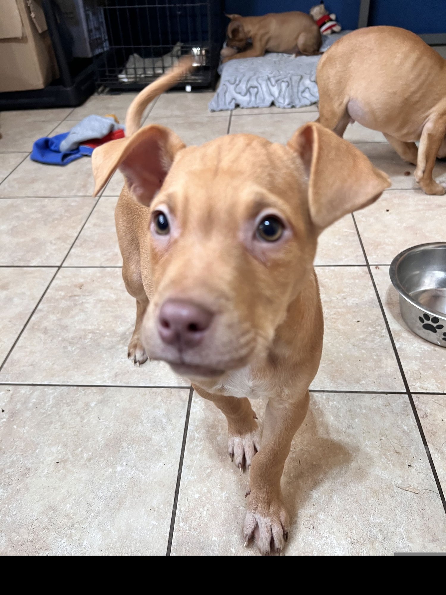 JETSON - Hound / Labrador Retriever available for adoption