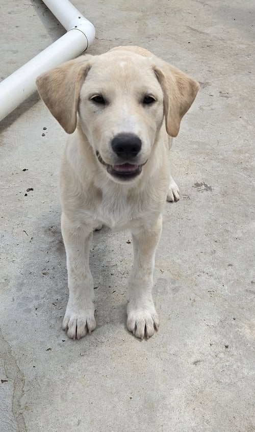 IGGY - Labrador Retriever / Great Pyrenees available for adoption