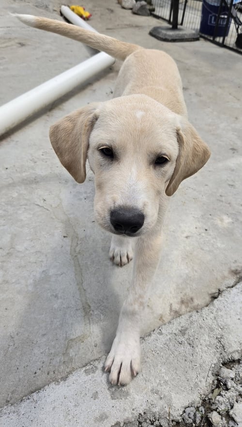 IGGY - Labrador Retriever / Great Pyrenees available for adoption