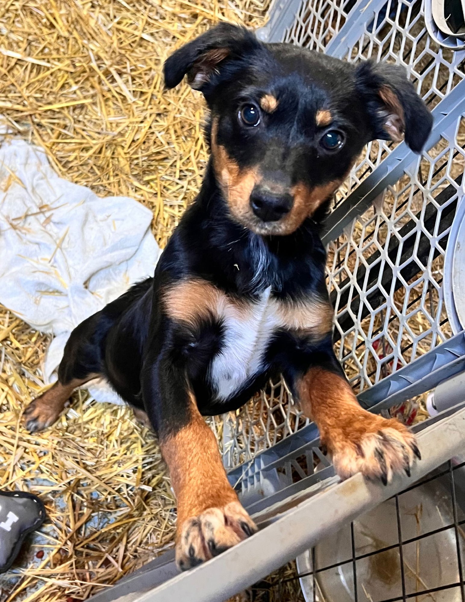 ZELDA - Corgi available for adoption