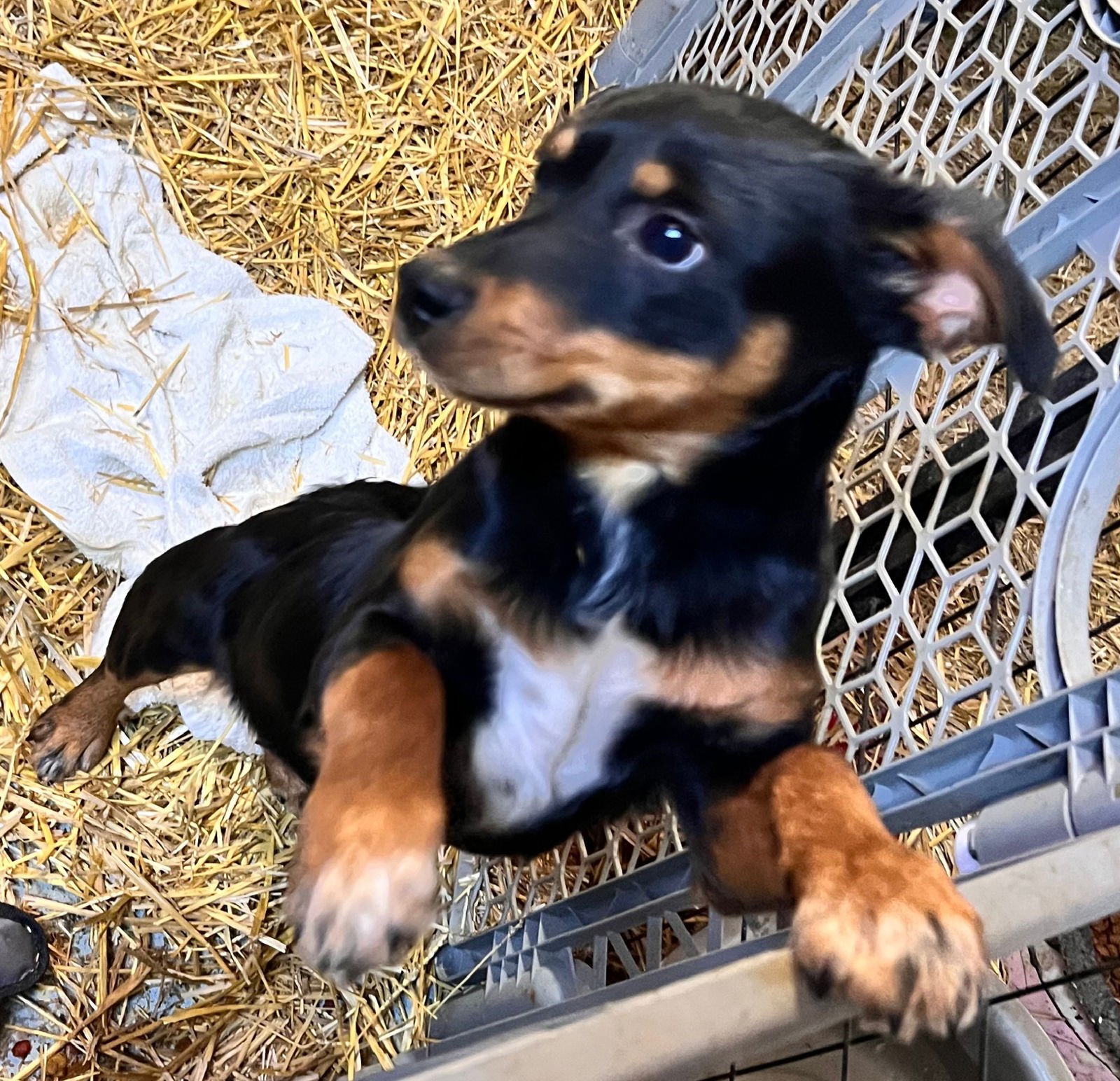 ZELDA - Corgi available for adoption