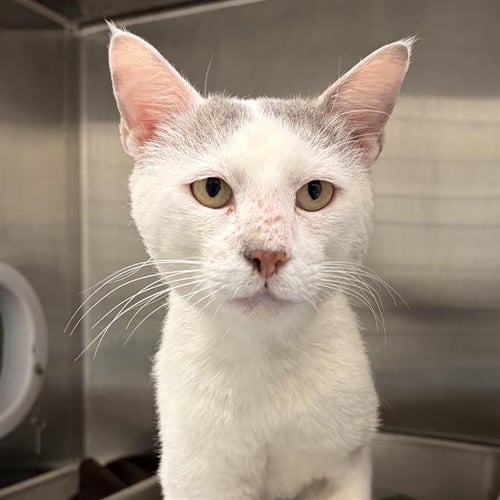 SHERLOCK - Domestic Short Hair available for adoption