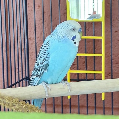 LUFFY - Parakeet - Other available for adoption