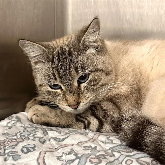 LILLY - Domestic Short Hair available for adoption