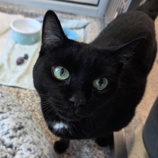 LULU Image