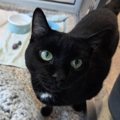 LULU - Domestic Short Hair available for adoption