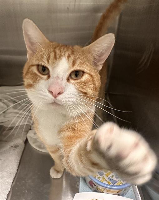 CHOWDER - Domestic Short Hair available for adoption