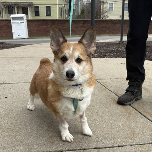 SULLY - Pembroke Welsh Corgi available for adoption