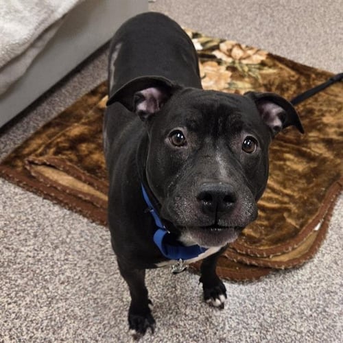 INDIGO - Pit Bull Terrier available for adoption