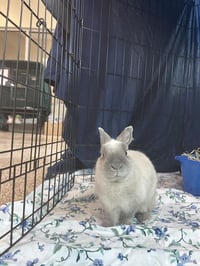 BUN - Photo 1