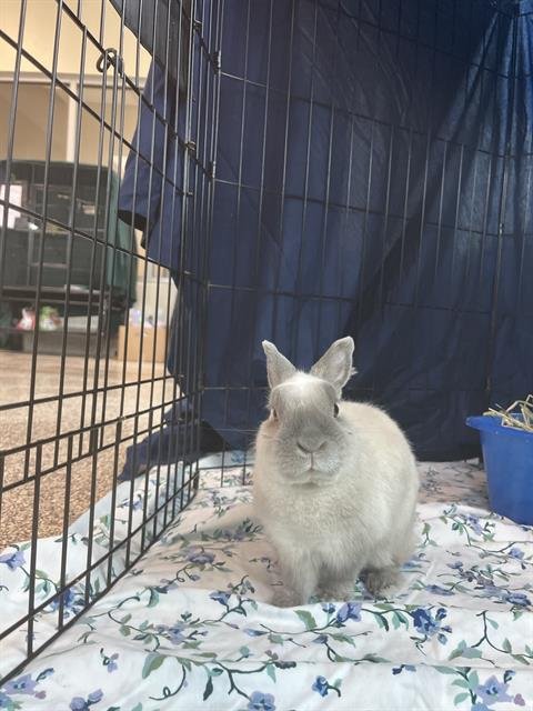 BUN - Mini Satin available for adoption