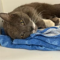POOTY CAT - Photo 1